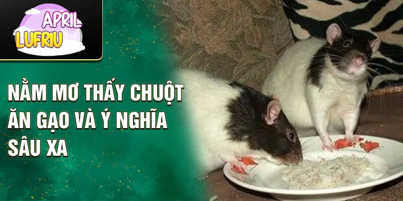 Nằm Mơ Thấy Chuột Ăn Gạo: Điềm Gì, Số May Mắn Nào? 2 Nằm mơ thấy chuột ăn gạo và ý nghĩa sâu xa