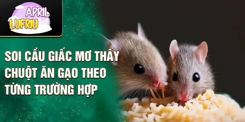 Nằm Mơ Thấy Chuột Ăn Gạo: Điềm Gì, Số May Mắn Nào? 3 Soi cầu giấc mơ thấy chuột ăn gạo theo từng trường hợp