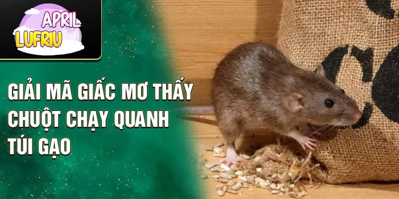Nằm Mơ Thấy Chuột Ăn Gạo: Điềm Gì, Số May Mắn Nào? 4 Giải mã giấc mơ thấy chuột chạy quanh túi gạo