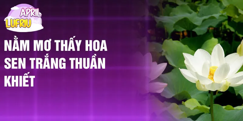 Nằm Mơ Thấy Hoa Sen: Bí Ẩn Giấc Mộng Thanh Khiết 2 Nằm mơ thấy hoa sen trắng thuần khiết