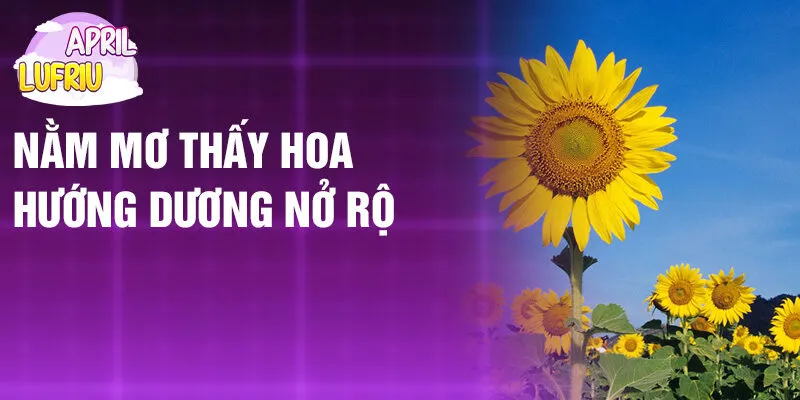Nằm Mơ Thấy Hoa Hướng Dương: Điềm Báo Và Số May Mắn 3 Nằm mơ thấy hoa hướng dương nở rộ