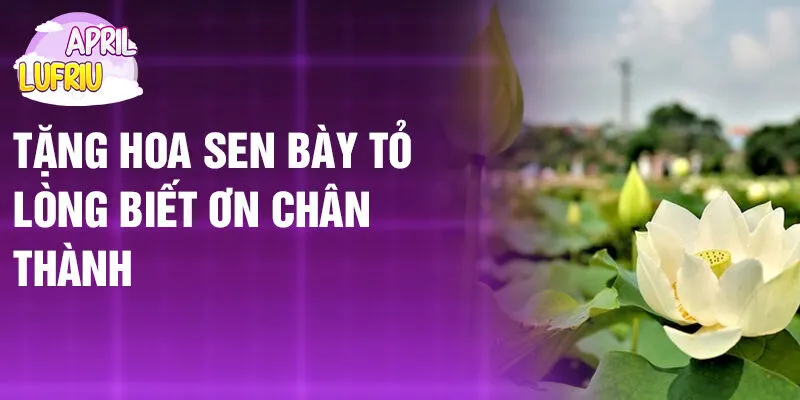 Nằm Mơ Thấy Hoa Sen: Bí Ẩn Giấc Mộng Thanh Khiết 3 Tặng hoa sen bày tỏ lòng biết ơn chân thành